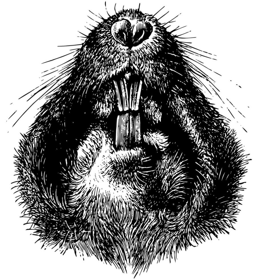 Plains Pocket Gopher, vintage illustration. 35479341 Vector Art at Vecteezy