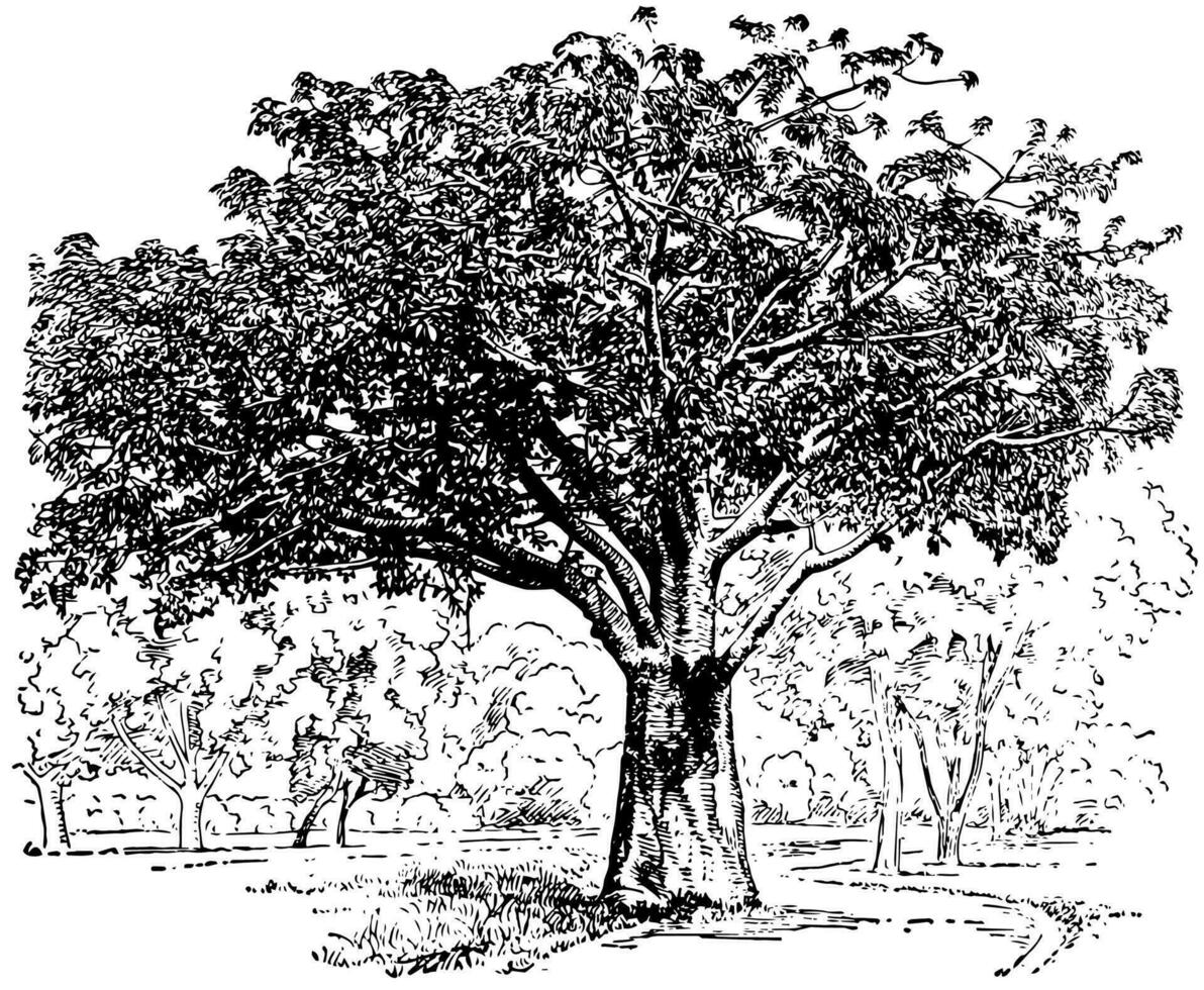Adansonia Digitata vintage illustration. vector