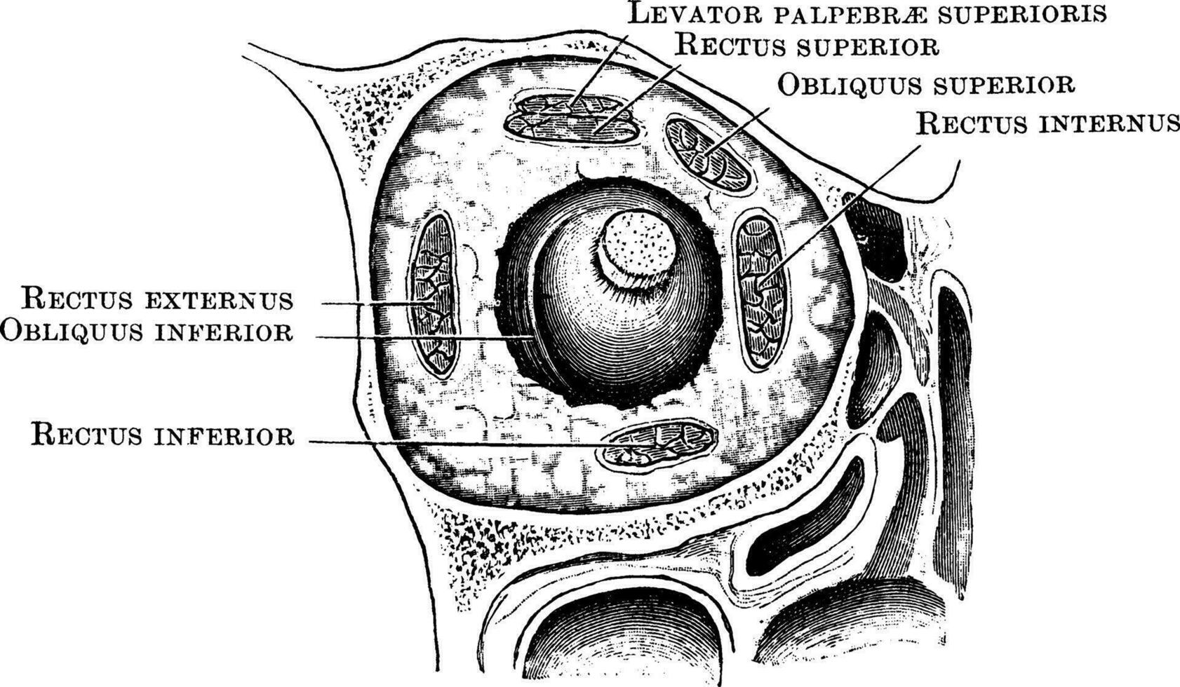 Arrangement of Orbital Muscles, vintage illustration. vector