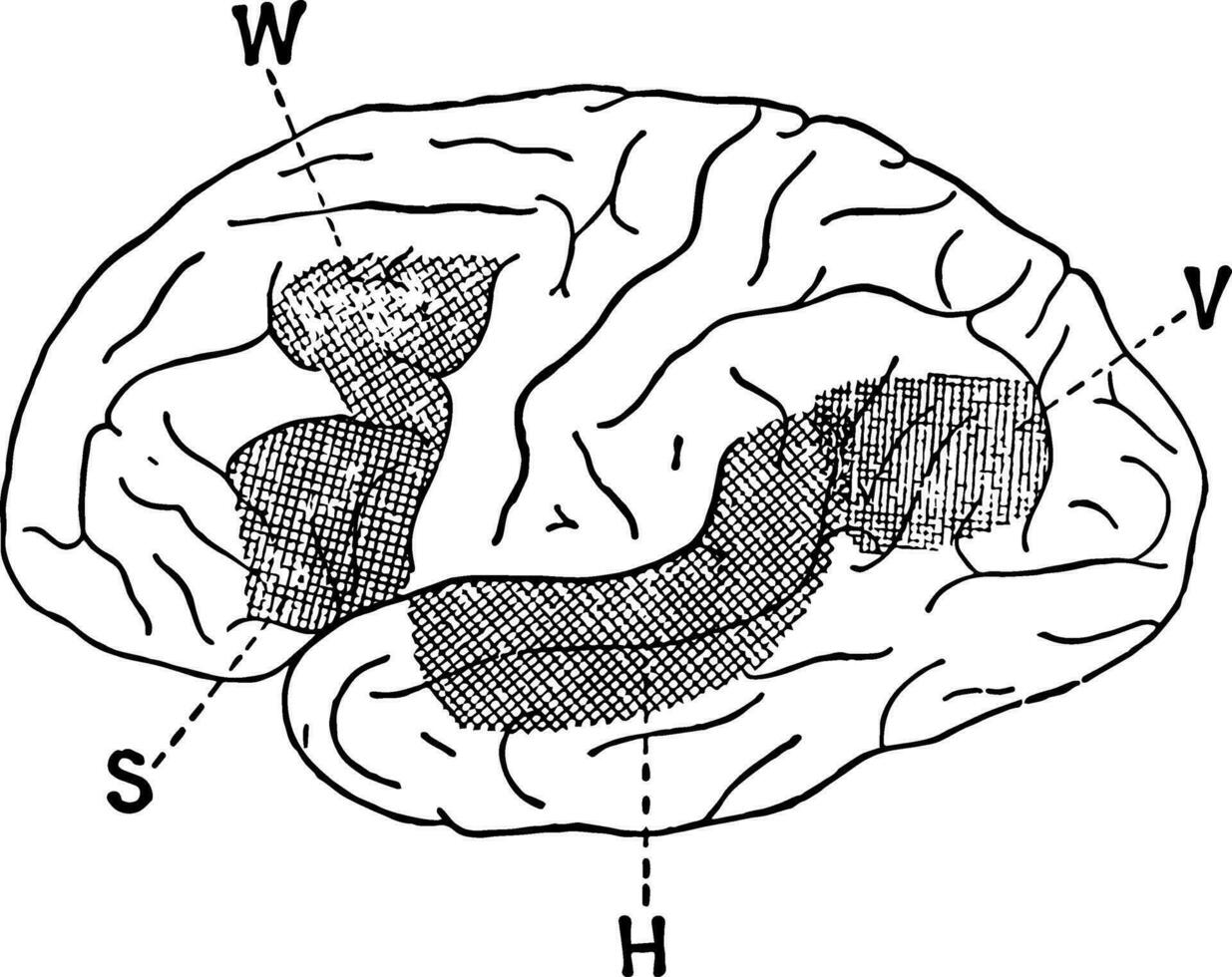 Association Area of the Brain, vintage illustration vector