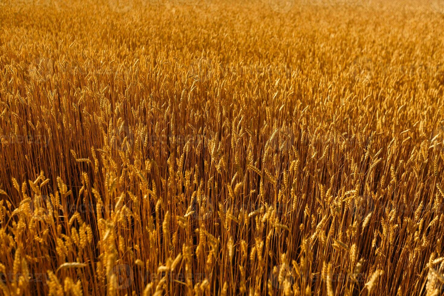 Amazing agriculture sunset landscape.Growth nature harvest. Wheat field natural product. Ears of golden wheat close up. Rural scene under sunlight. Summer background of ripening ears of landscape. photo