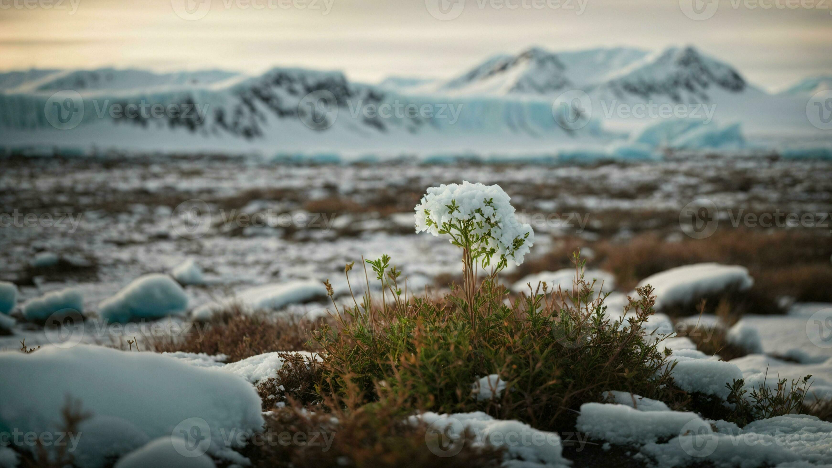 AI generated Investigate the unique adaptations of Arctic plants to