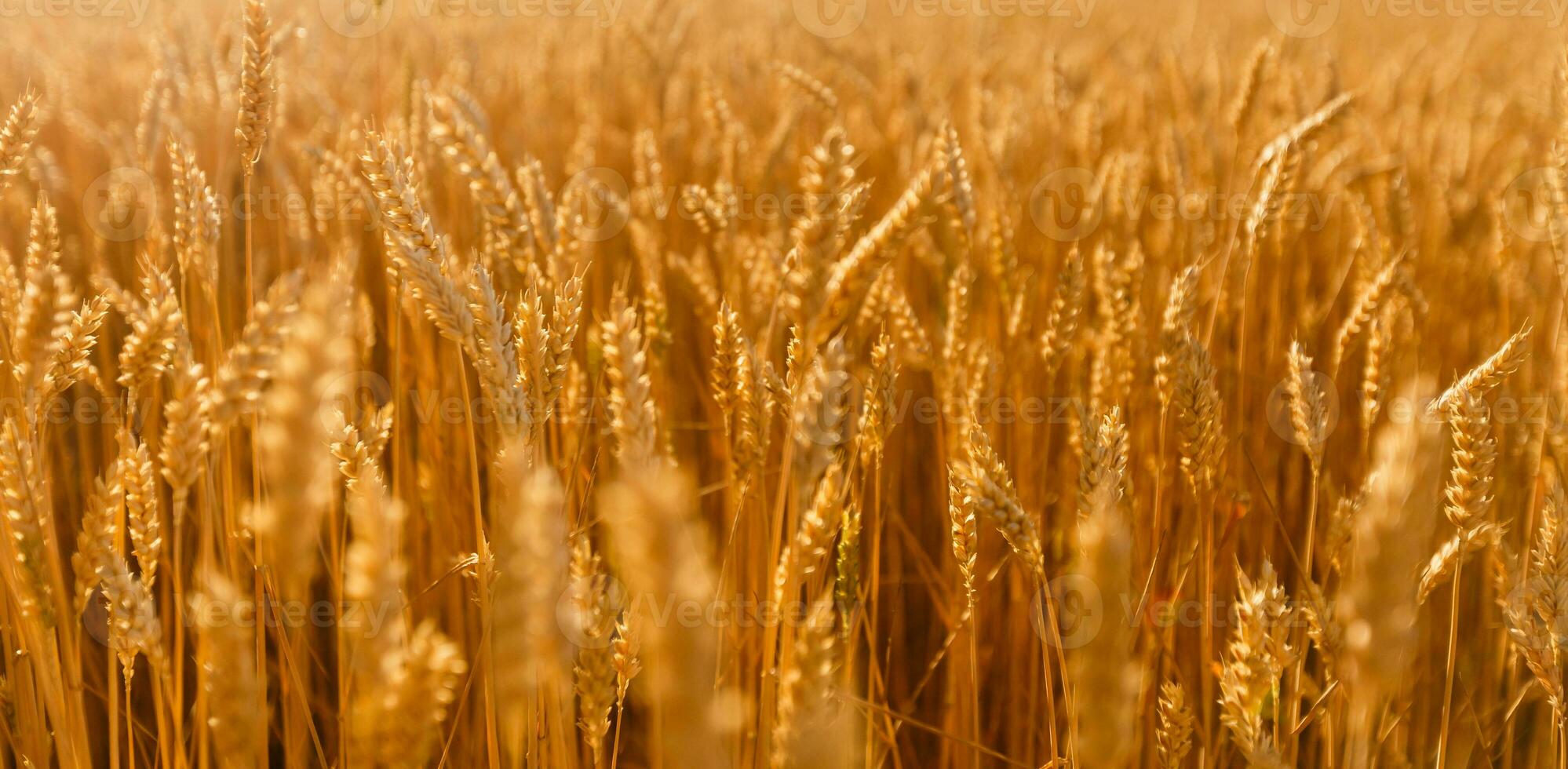 Amazing agriculture sunset landscape.Growth nature harvest. Wheat field natural product. Ears of golden wheat close up. Rural scene under sunlight. Summer background of ripening ears of landscape. photo