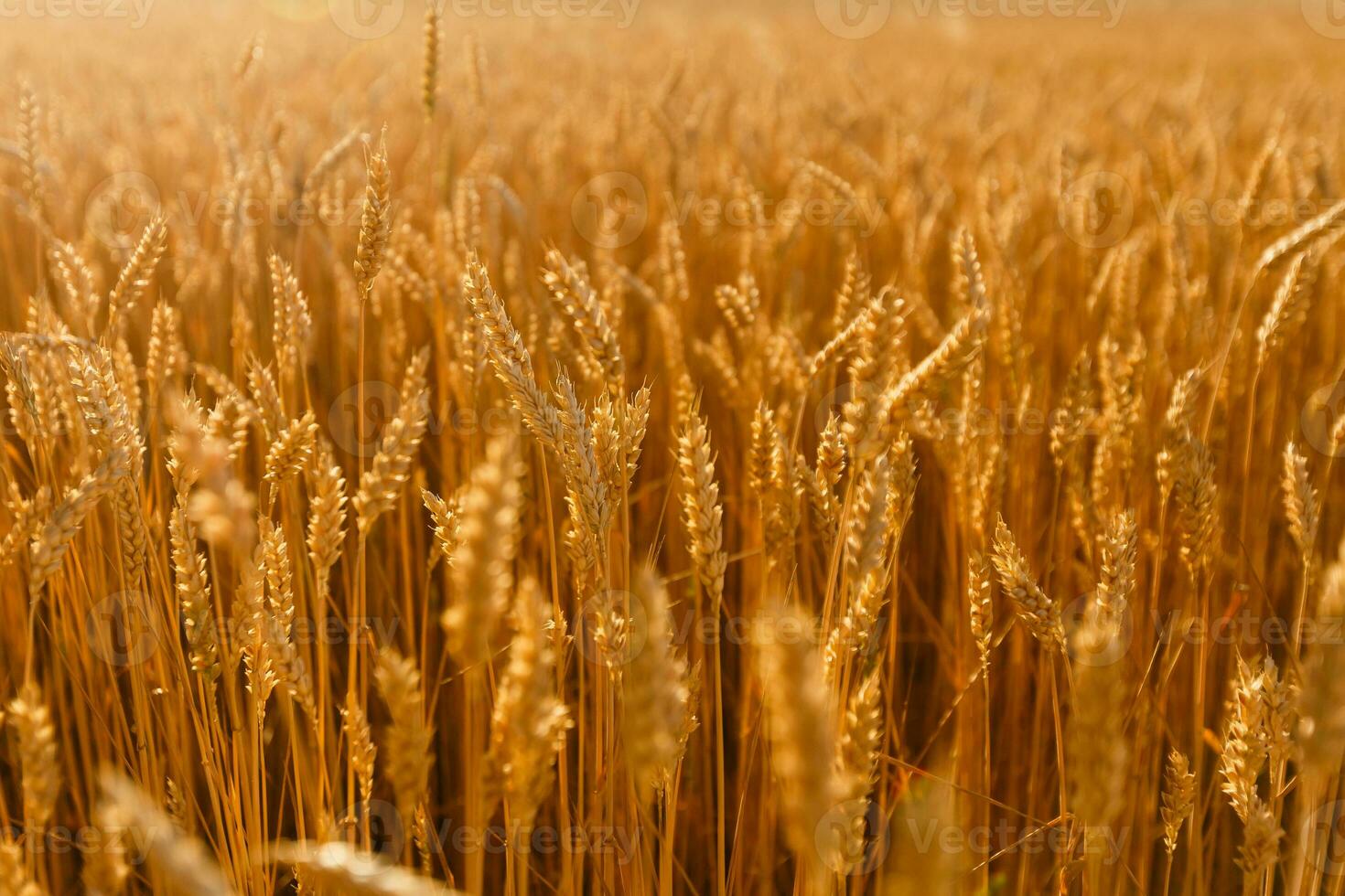 background field spikelets in the sun photo