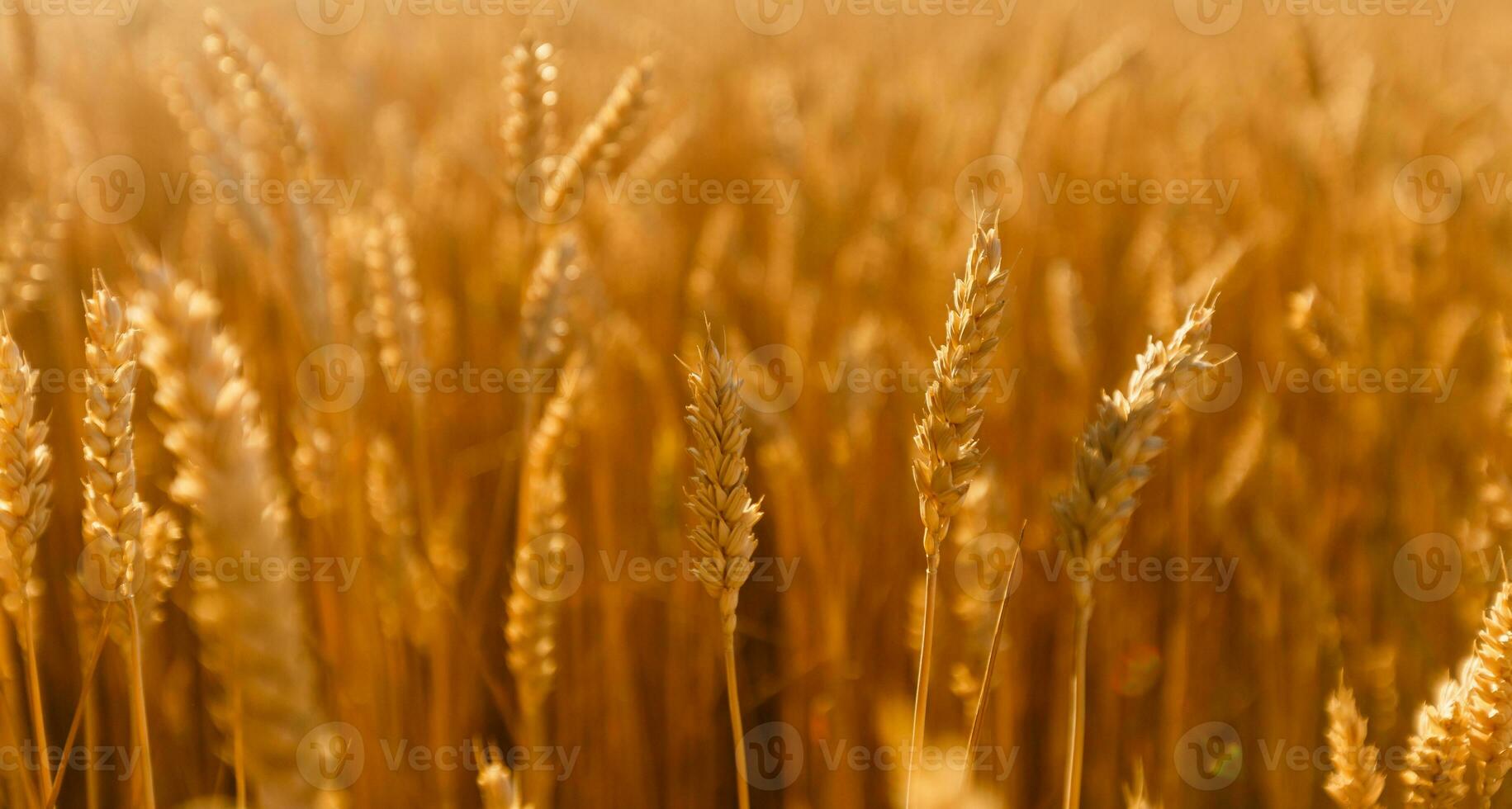 Amazing agriculture sunset landscape.Growth nature harvest. Wheat field natural product. Ears of golden wheat close up. Rural scene under sunlight. Summer background of ripening ears of landscape. photo