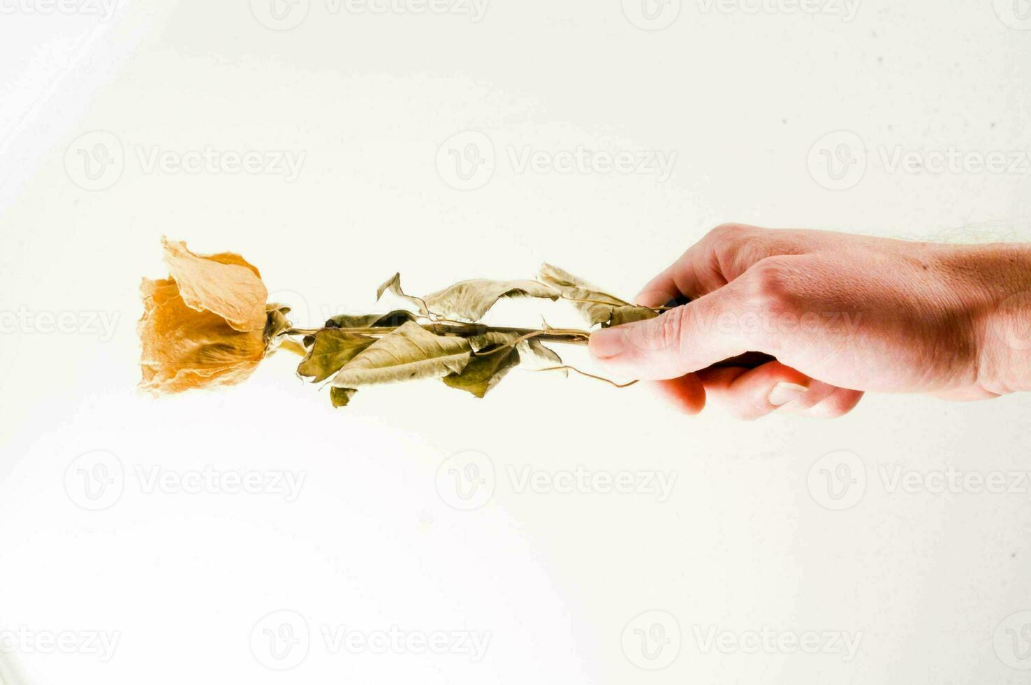 a hand holding a dried rose photo