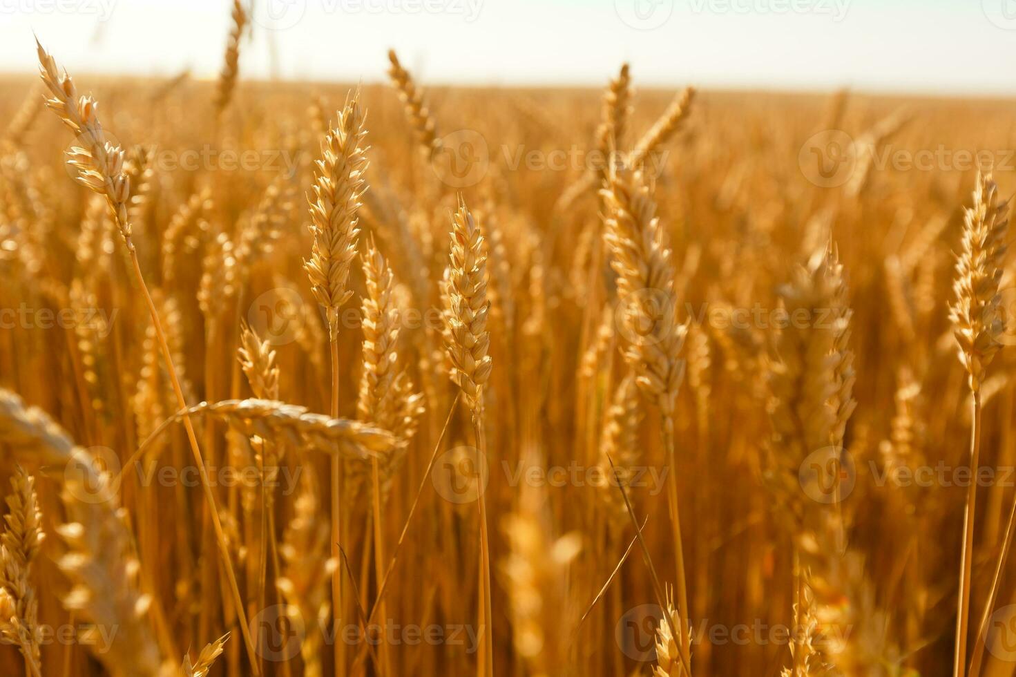 background field spikelets in the sun photo