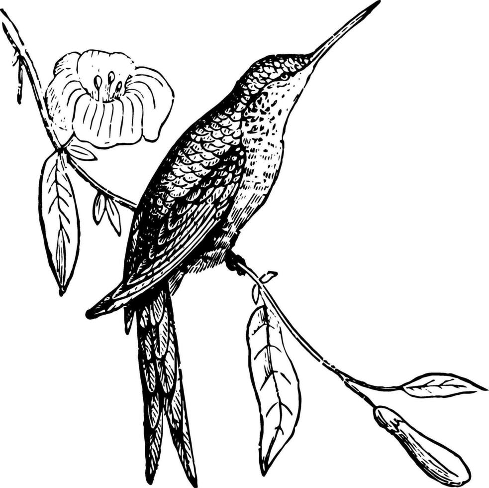Columbian Thornbill, vintage illustration. vector