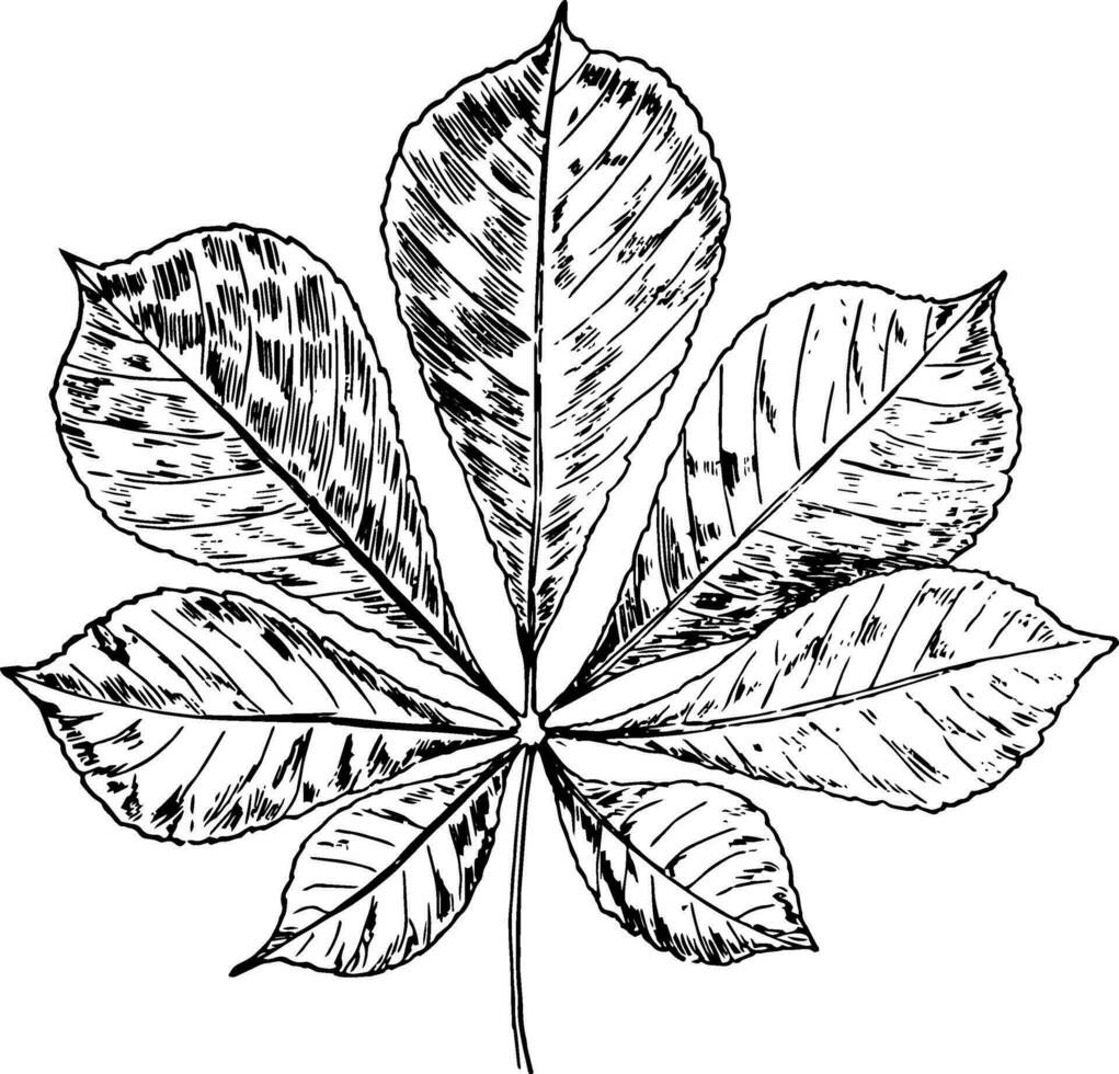 Horse-Chestnut Leaf vintage illustration. vector