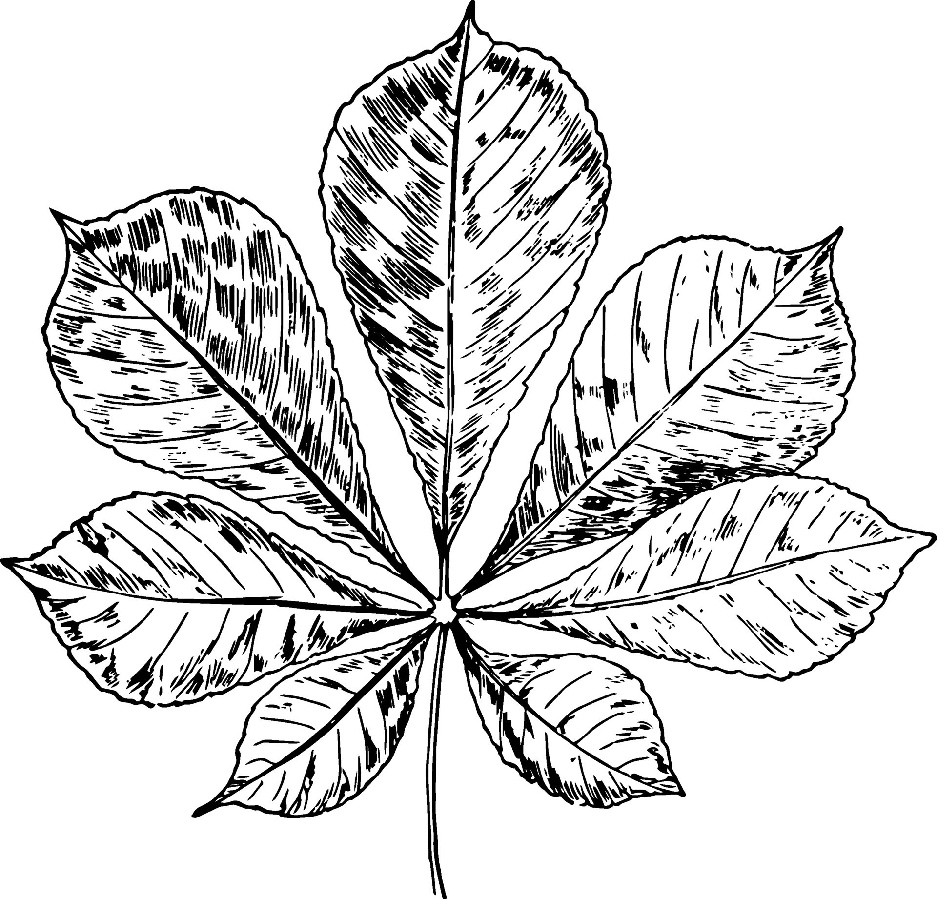 HorseChestnut Leaf vintage illustration. 35480398 Vector Art at Vecteezy