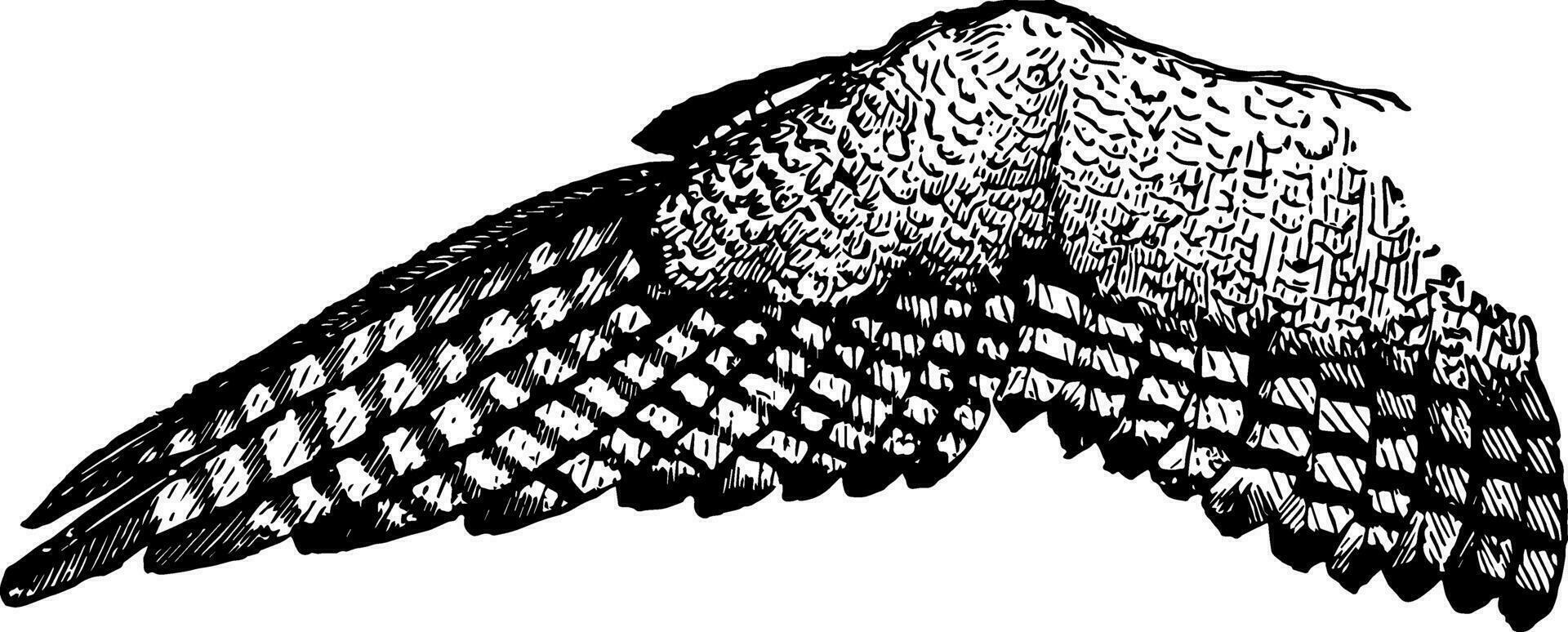 Wing of an Eagle, vintage illustration. vector