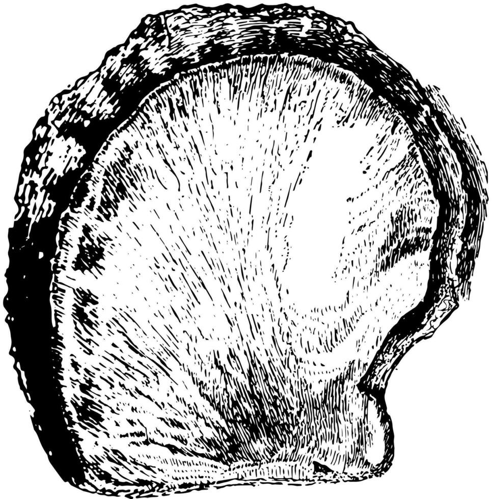 Oyster Shell, vintage illustration. vector