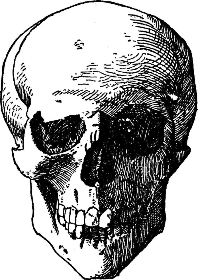 Skull Head was a design found on the shield of death or tombs and often represented over two crossed bones, vintage engraving. vector