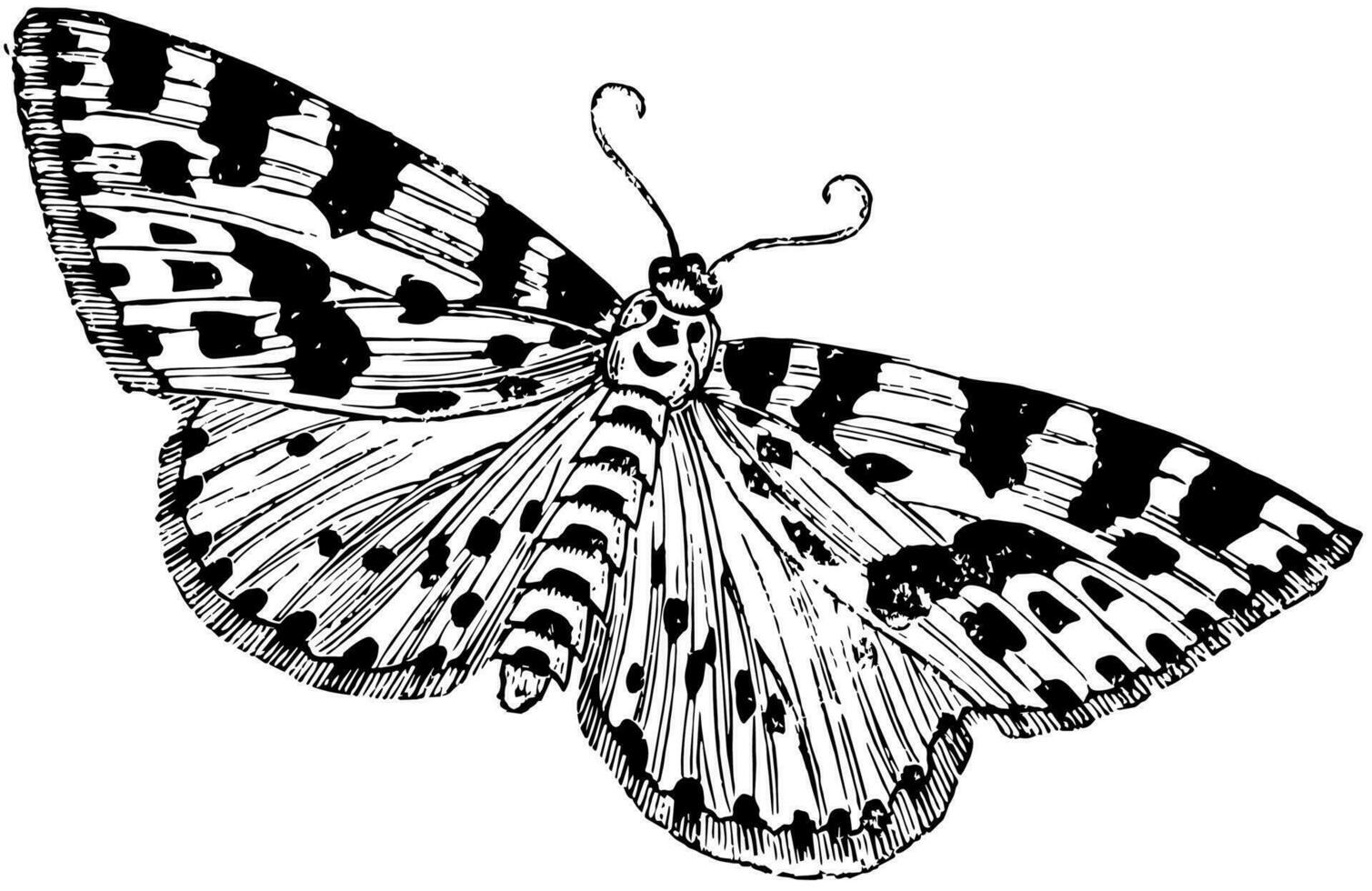 Gooseberry or Magpie Moth, vintage illustration. vector