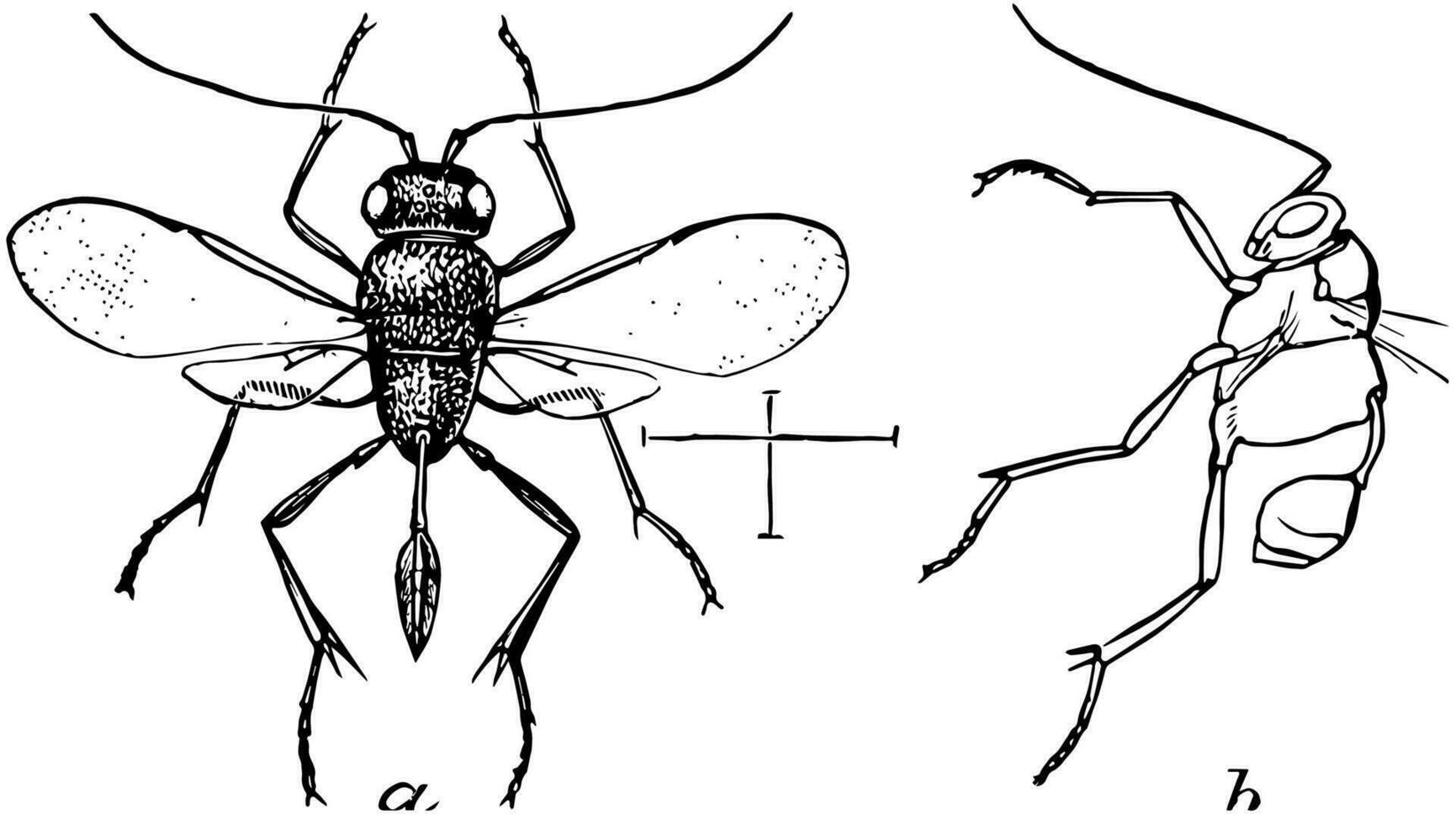 dorsal ver de bandera avispa, Clásico ilustración. vector