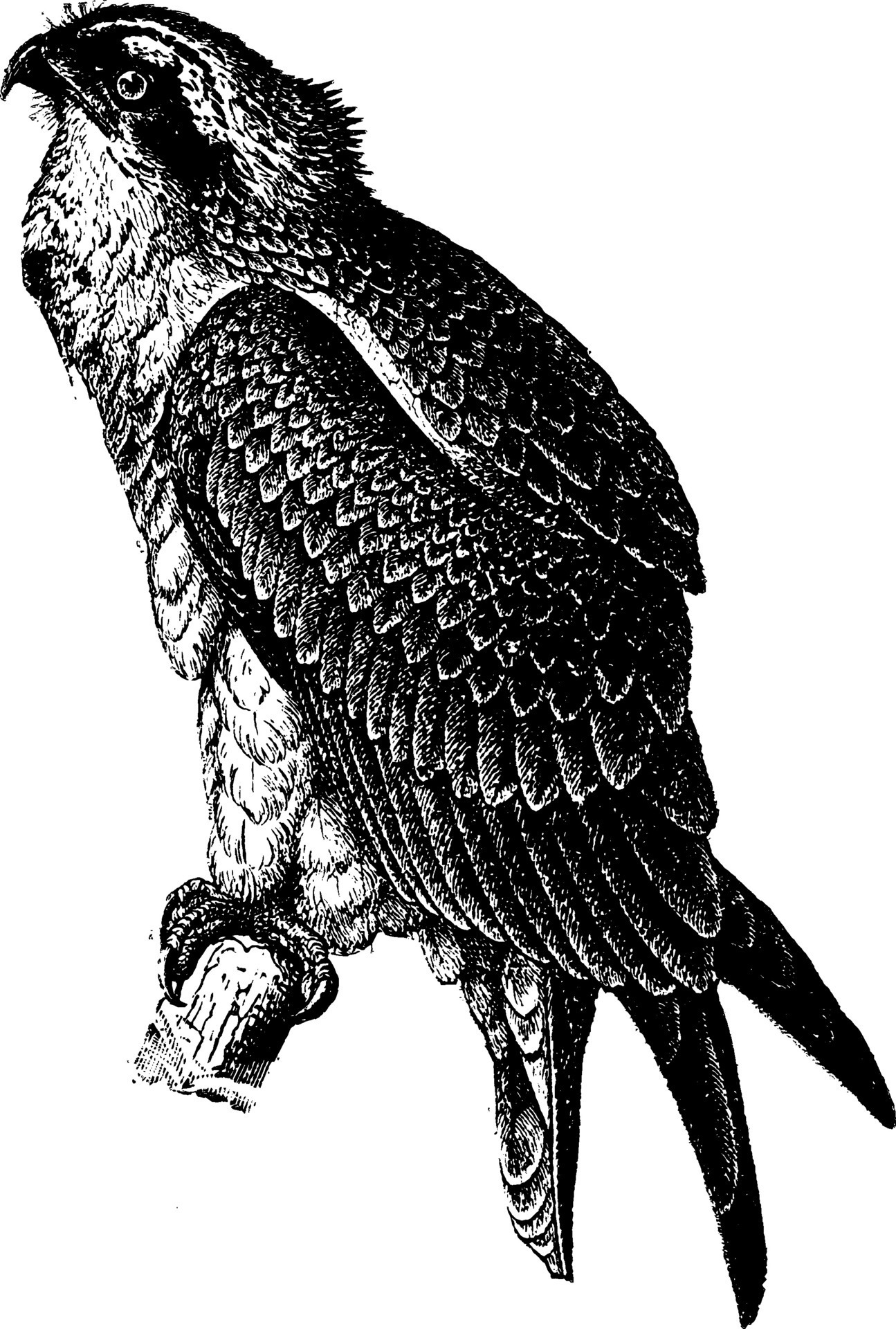 Fish hawk, vintage illustration. 35480649 Vector Art at Vecteezy