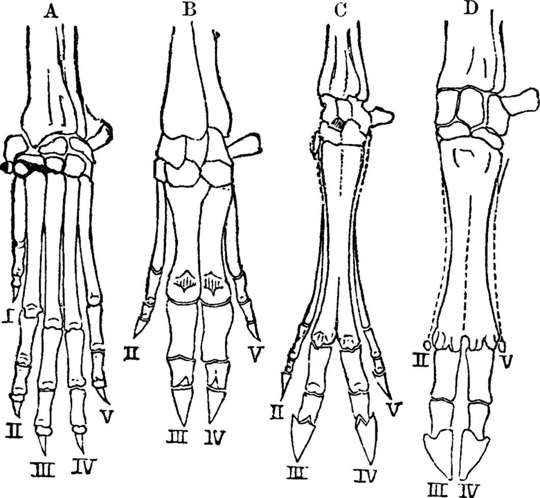 Hands of Vertebrates, vintage illustration vector