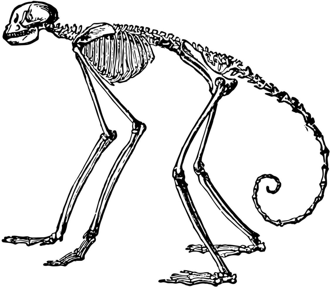 Side View of Skeleton of South American Spider Monkey, vintage illustration. vector