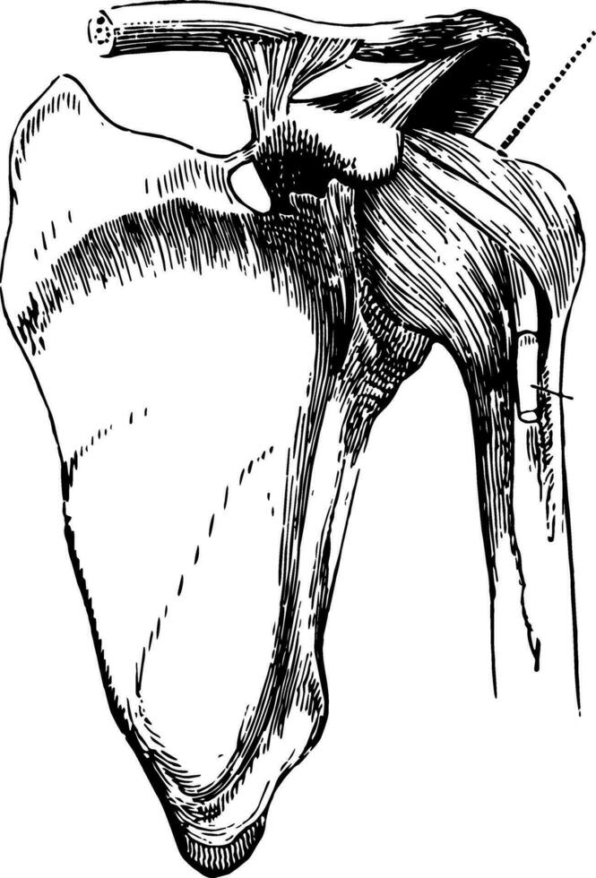 hombro articulación con algunos de sus ligamentos, Clásico ilustración. vector