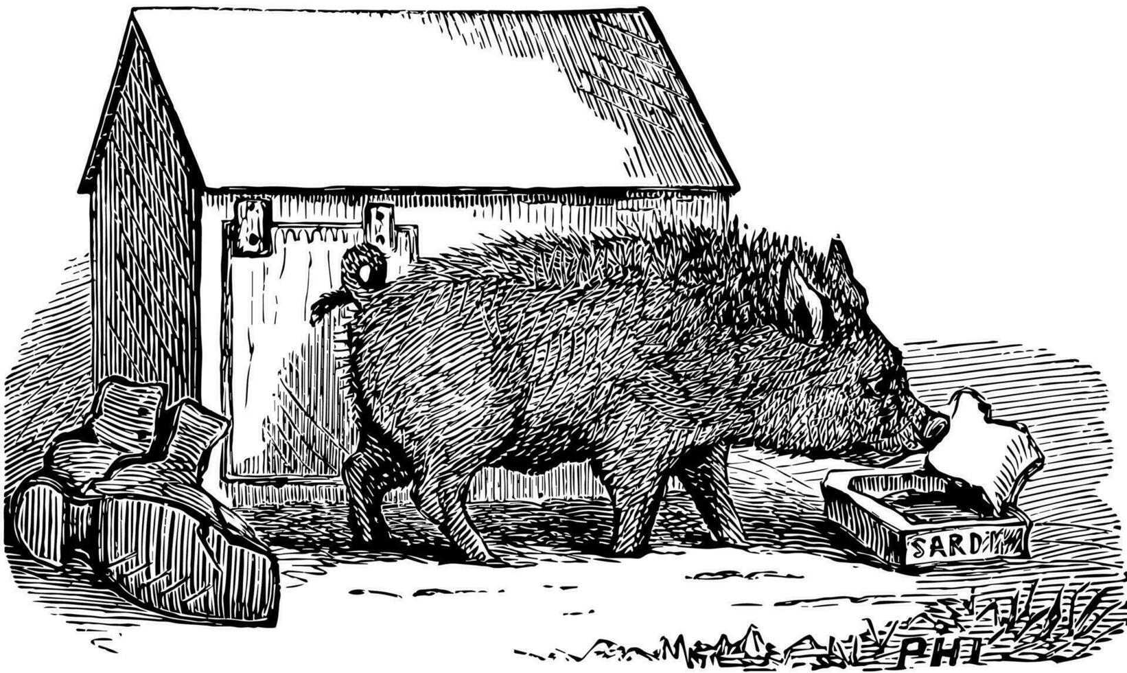 Pot Bellied Pig, vintage illustration. vector