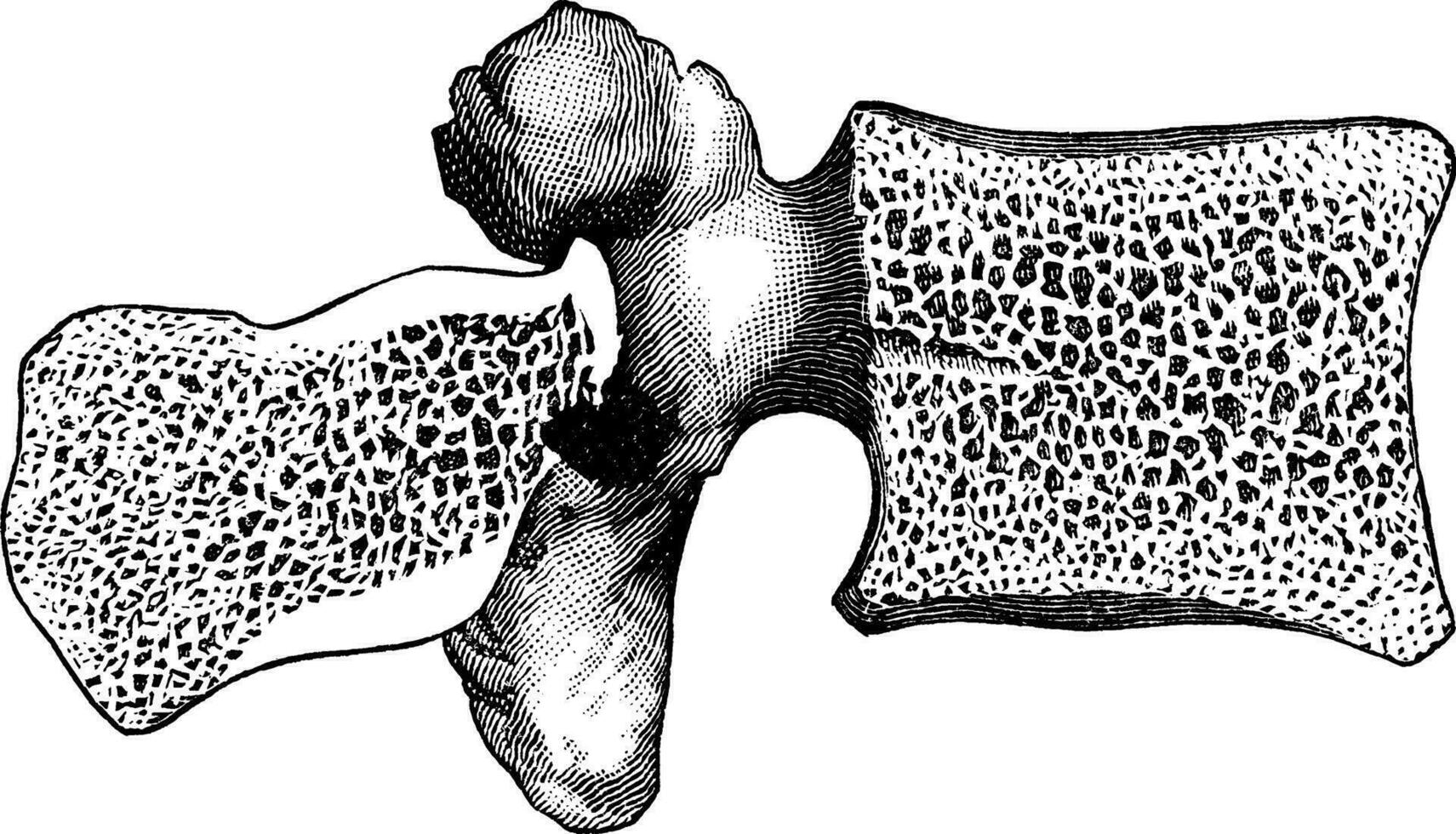 Bony Structure of Lumbar Vertebra, vintage illustration. vector