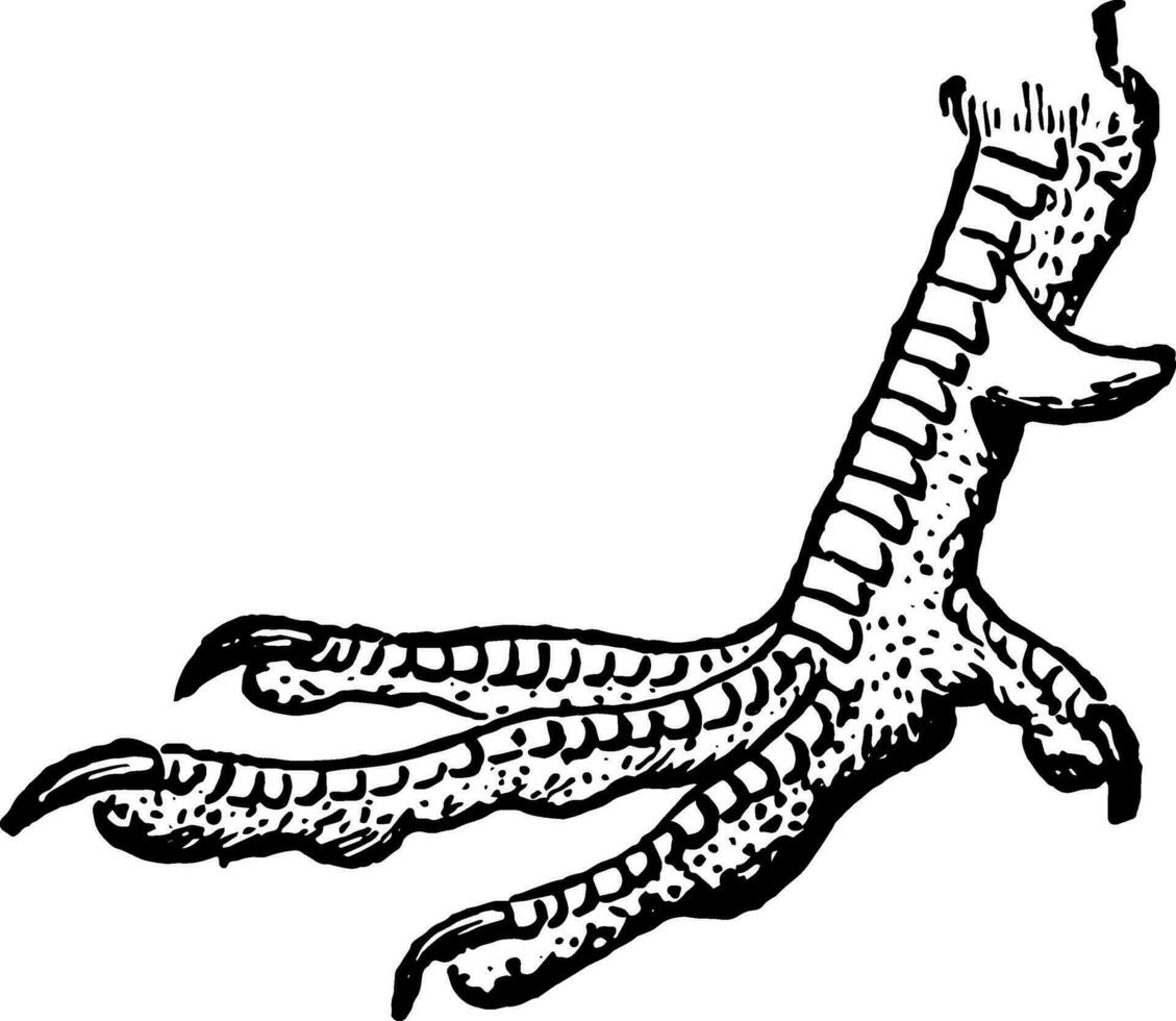 Foot of Pheasant, vintage illustration. vector