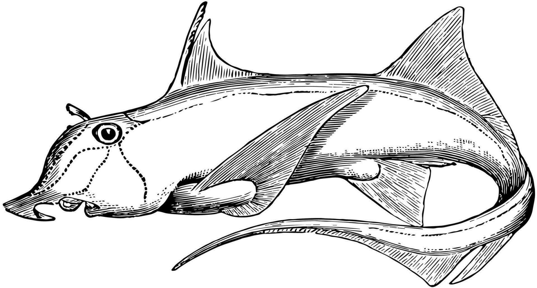 Elephantfish, vintage illustration. vector