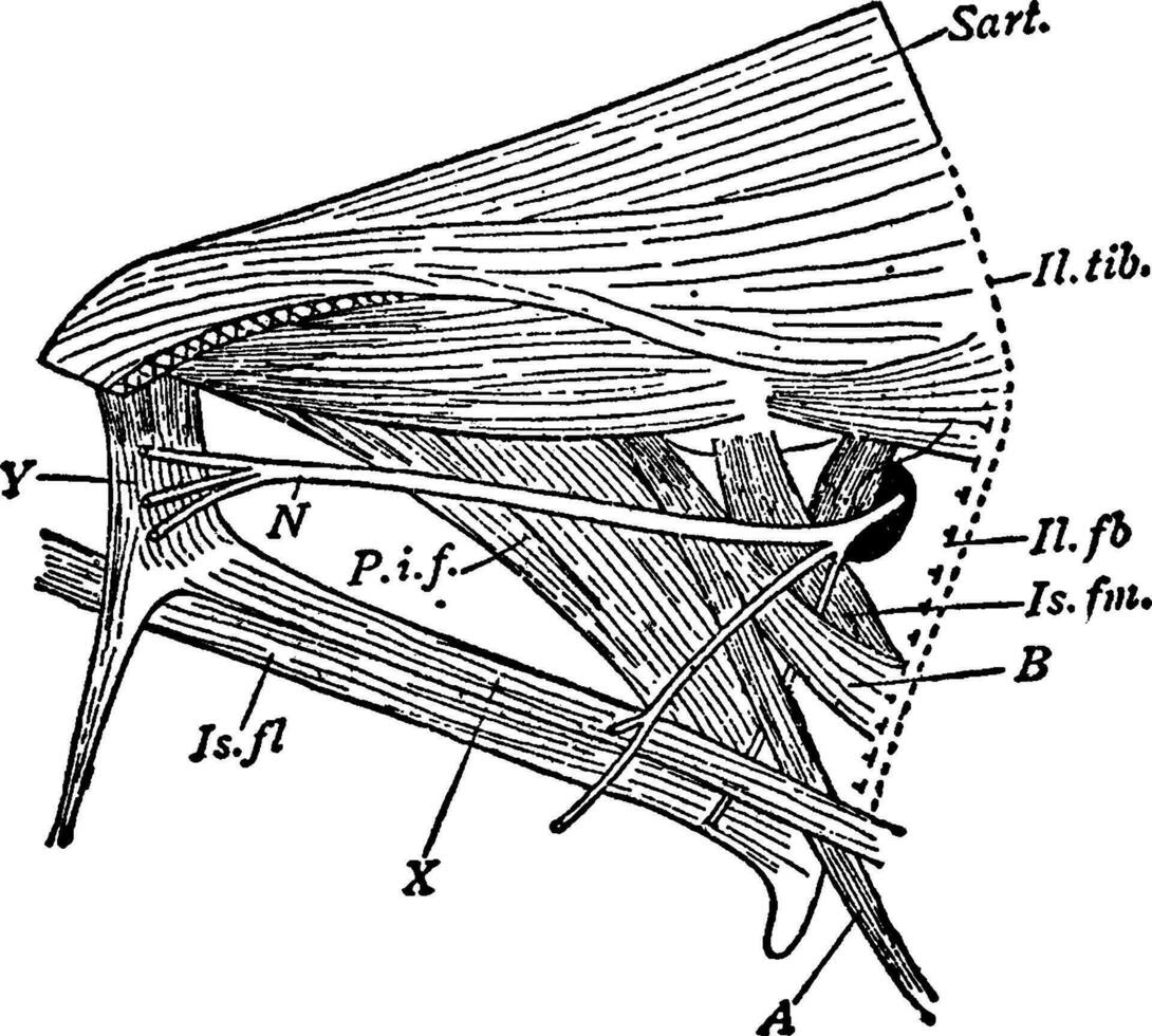 Rail Thigh, vintage illustration. vector