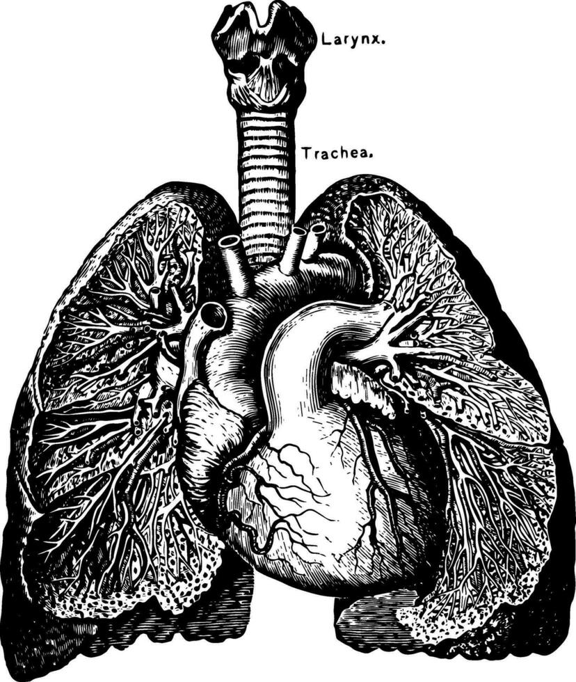 The Heart and Lungs, vintage illustration vector