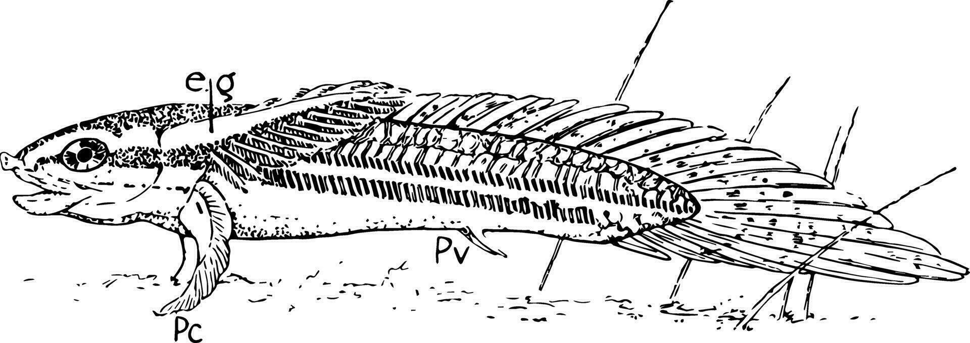 Polypterus, vintage illustration. vector