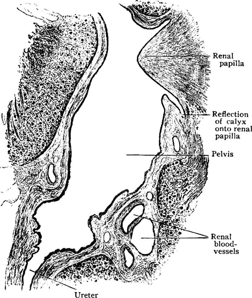 Sagittal Section Through Sinus of Kidney, vintage illustration. vector