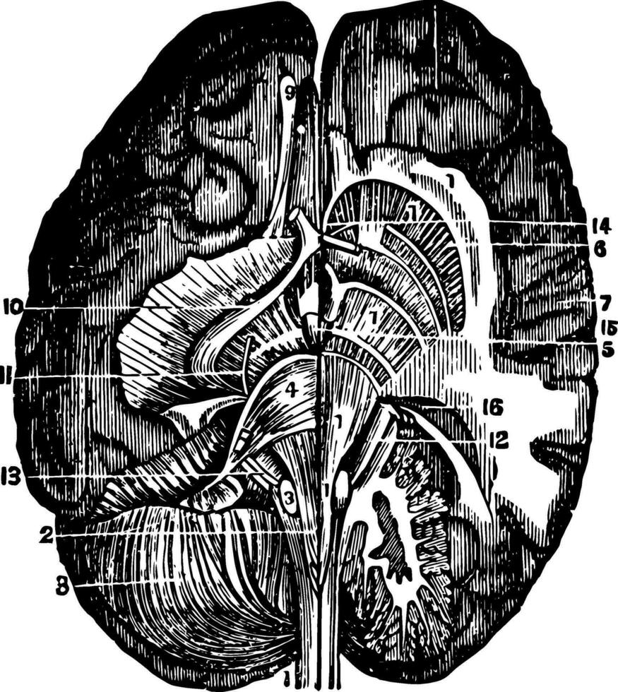 Course of the Spinal Marrow, vintage illustration vector