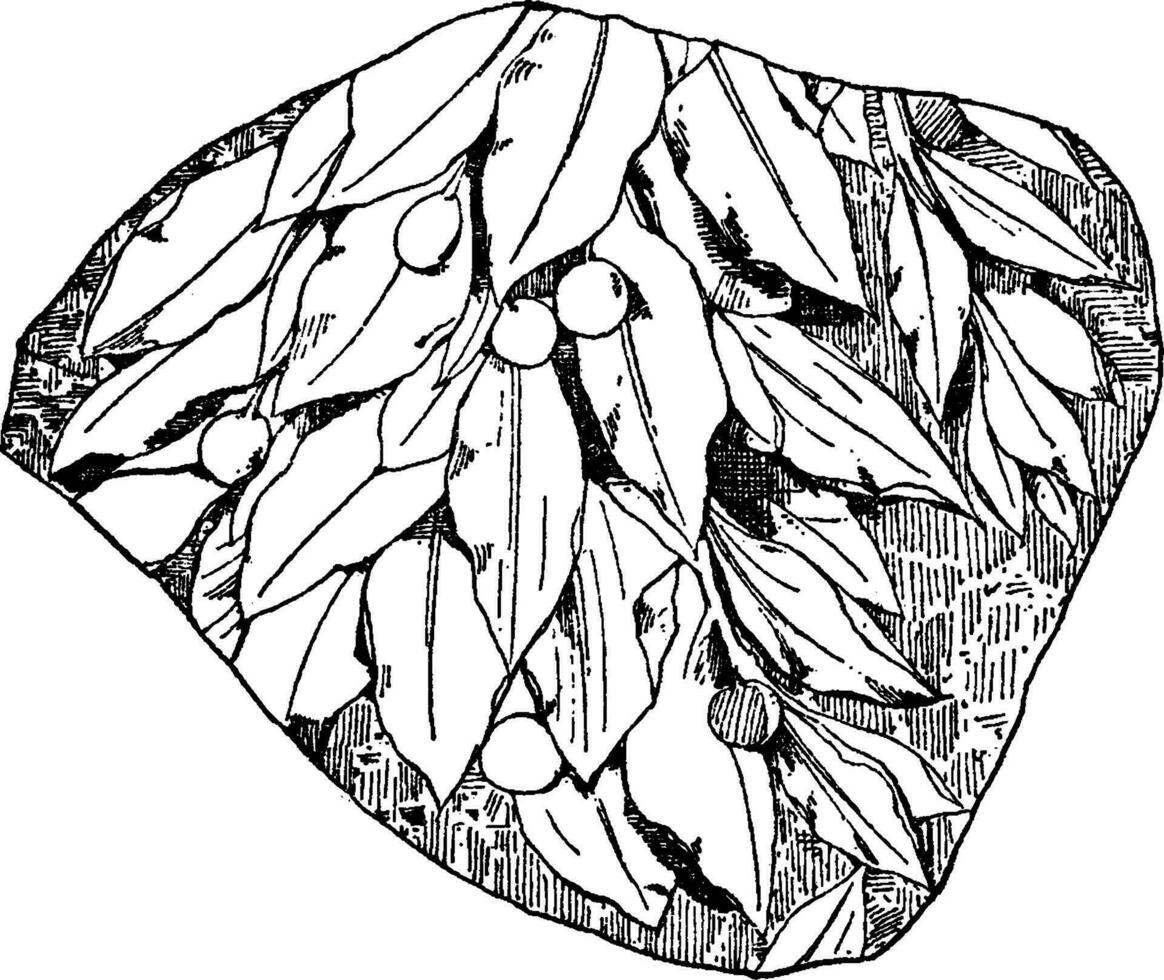 Laurel Design Fragment is a design found on a Roman marble relief, vintage engraving. vector