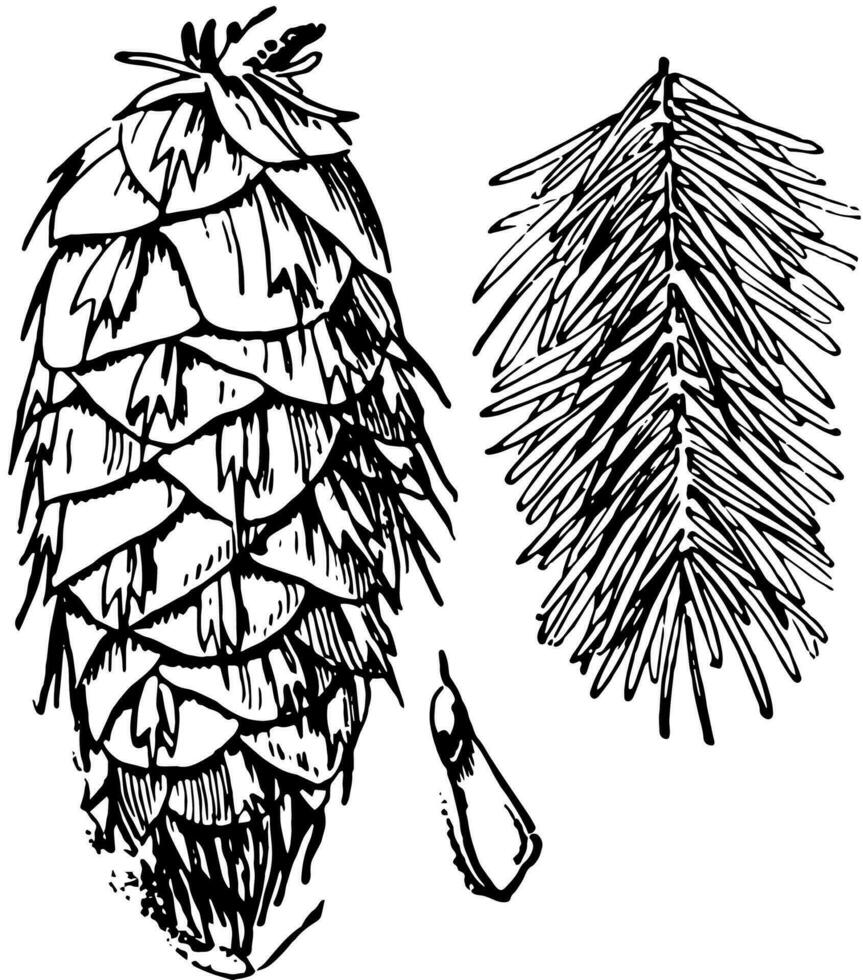 Douglas Fir Cone, Seed, and Foliage vintage illustration. vector