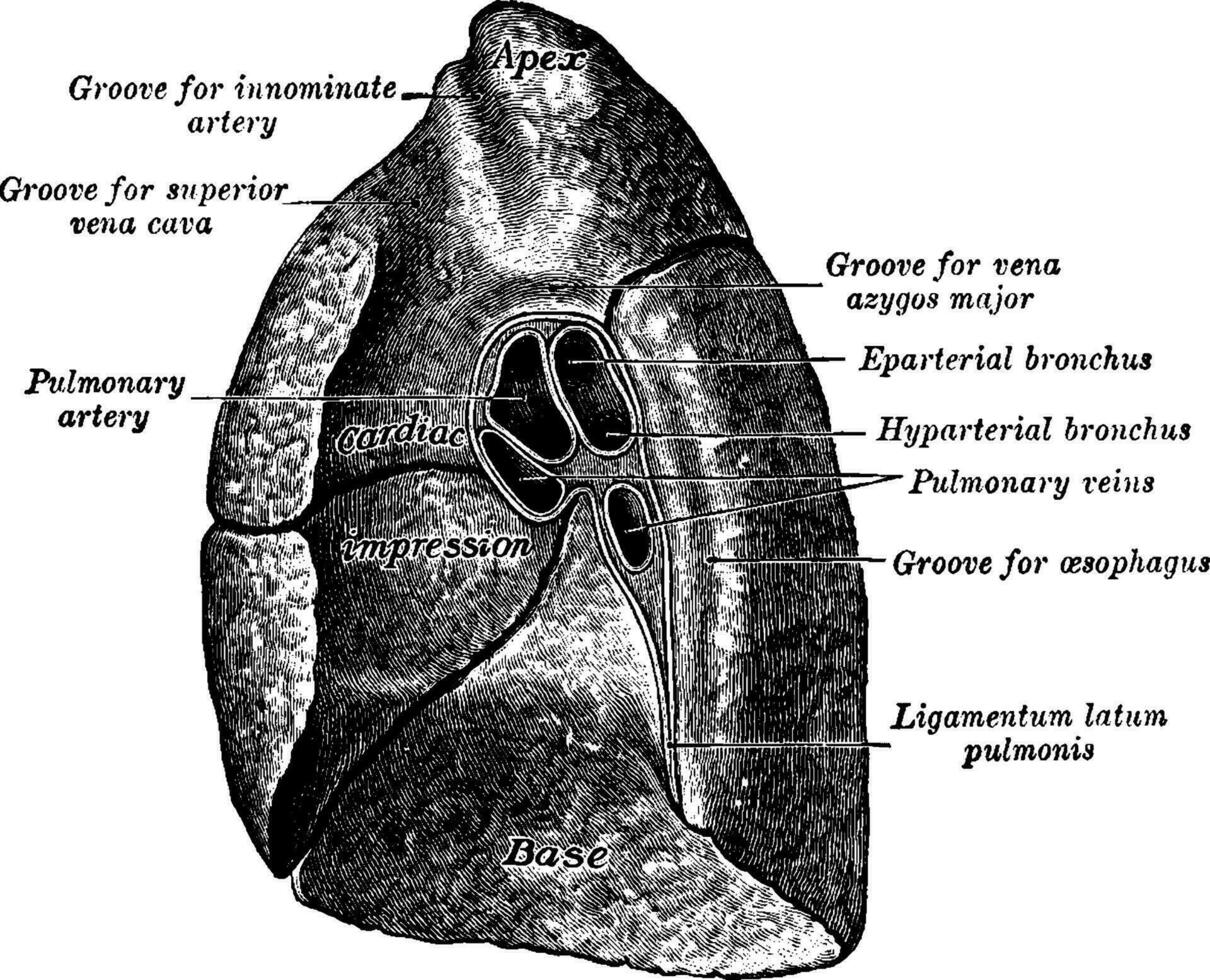 mediastínico superficie de el pulmón, Clásico ilustración. vector