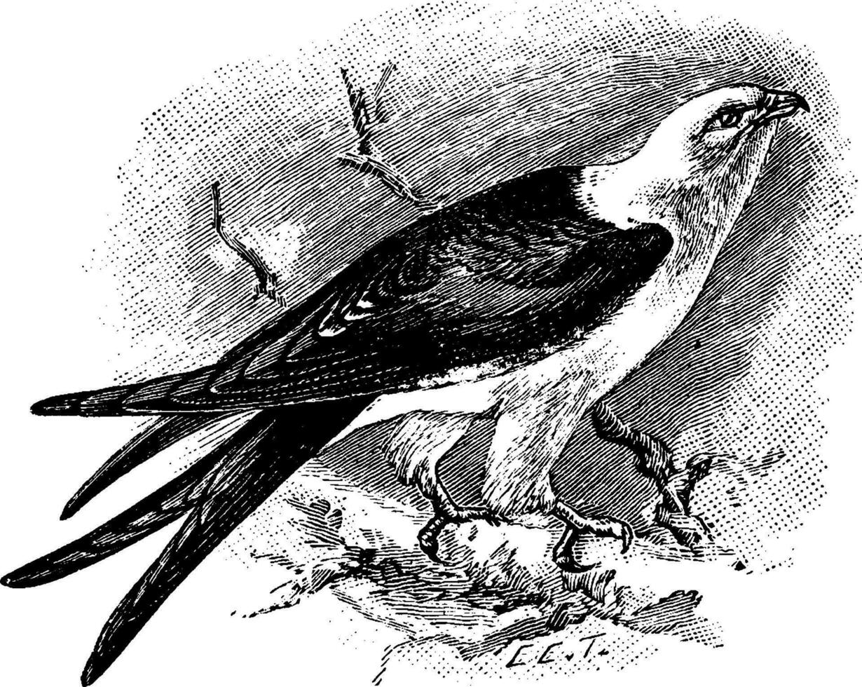 Swallow Tailed Kite, vintage illustration. vector