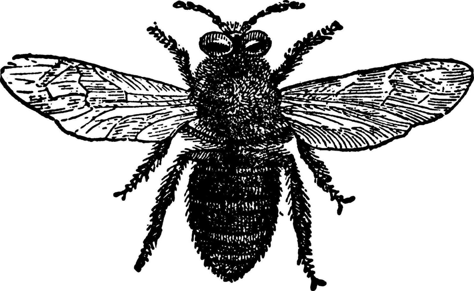 Bee Feeler, vintage illustration. vector