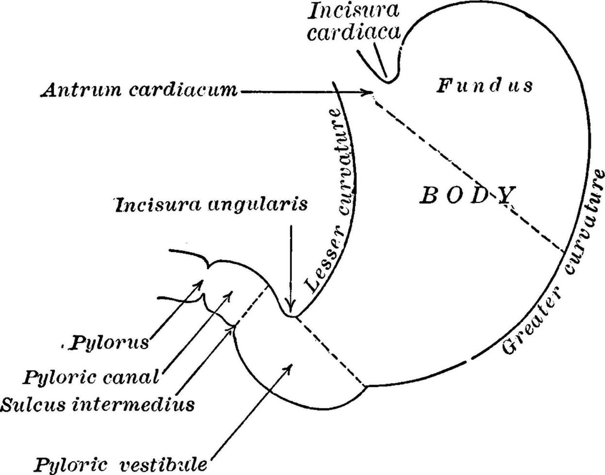 Parts of the Stomach, vintage illustration. vector