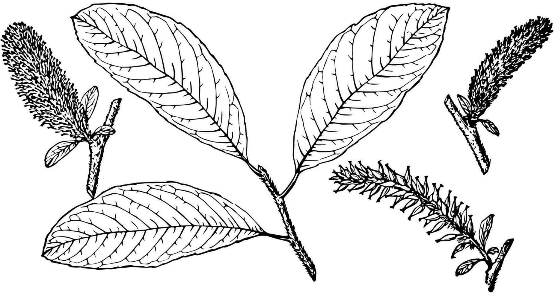 Branch of Hooker's Willow vintage illustration. vector