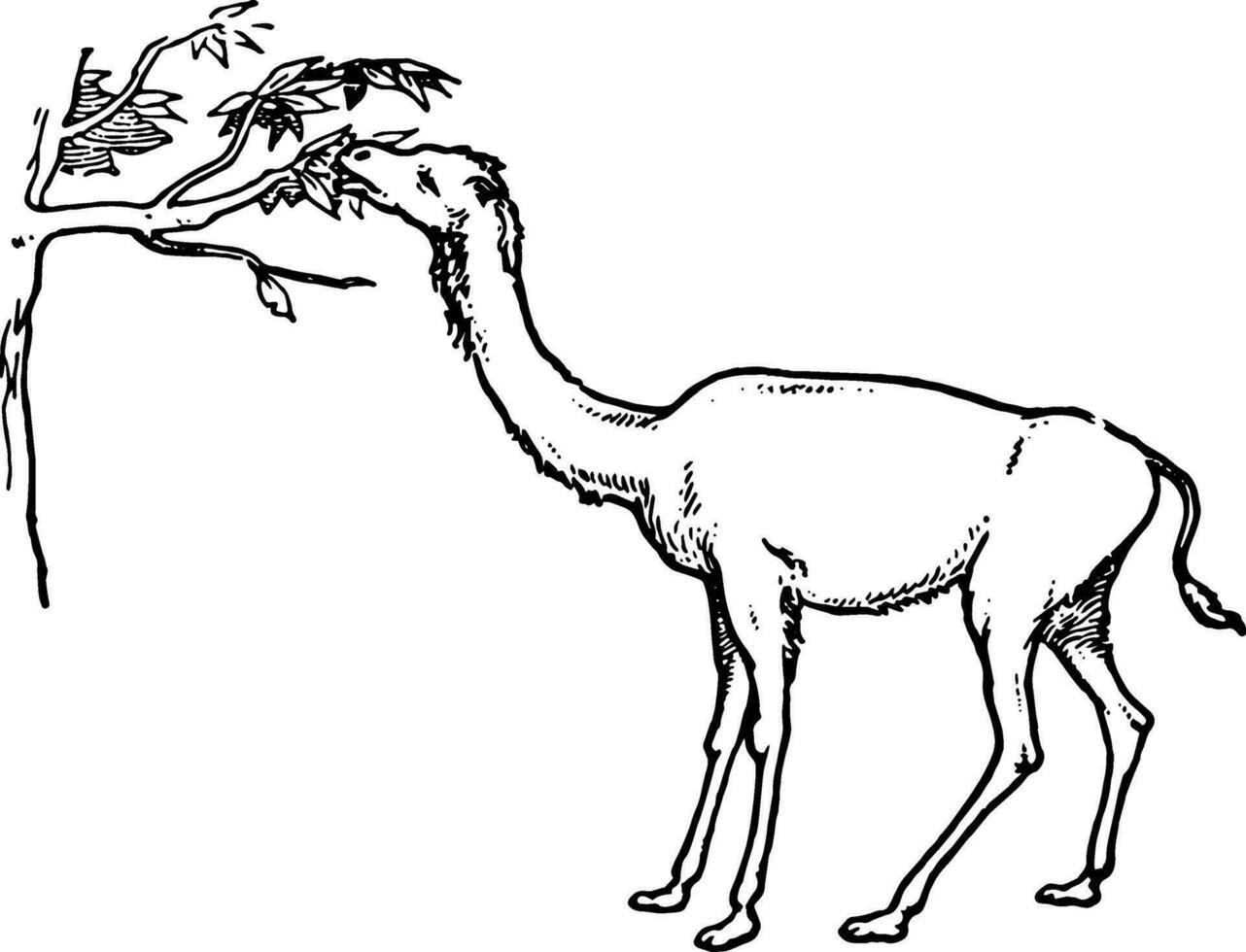 primitive giraffe camel, vintage illustration. vector