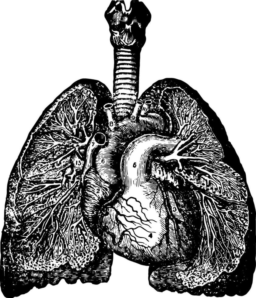 Bronchia and Veins of the Lungs, vintage illustration. vector