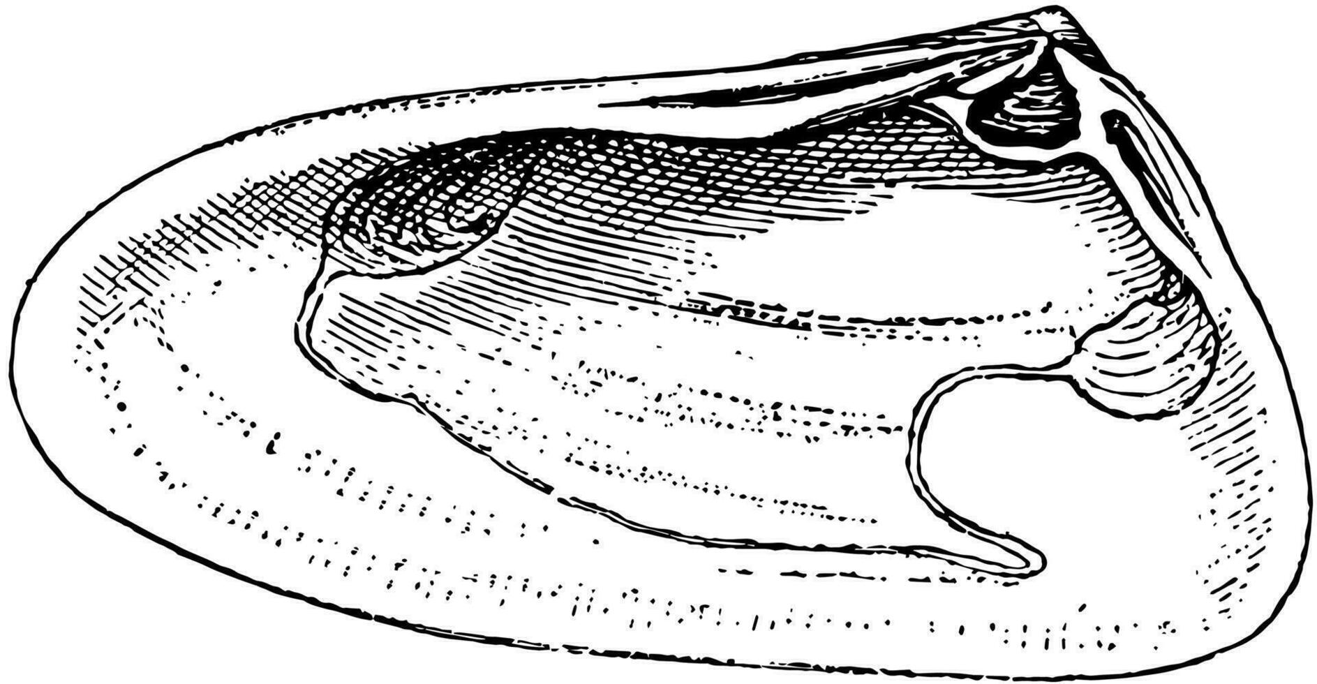 Right Valve of Mollusk, vintage illustration. vector