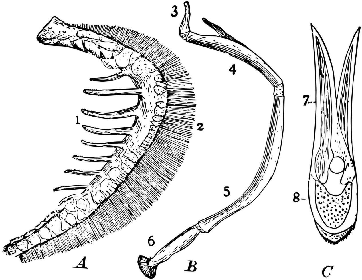 Parts of Fish Gills, vintage illustration. vector