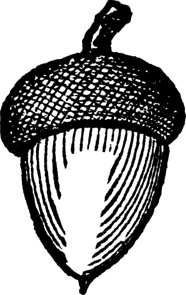 Acorn vintage illustration. vector
