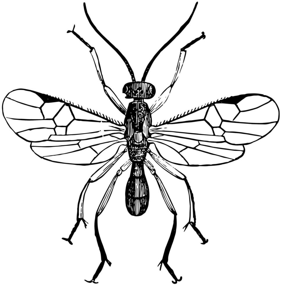 Male Adult Parasite Wasp, vintage illustration. vector
