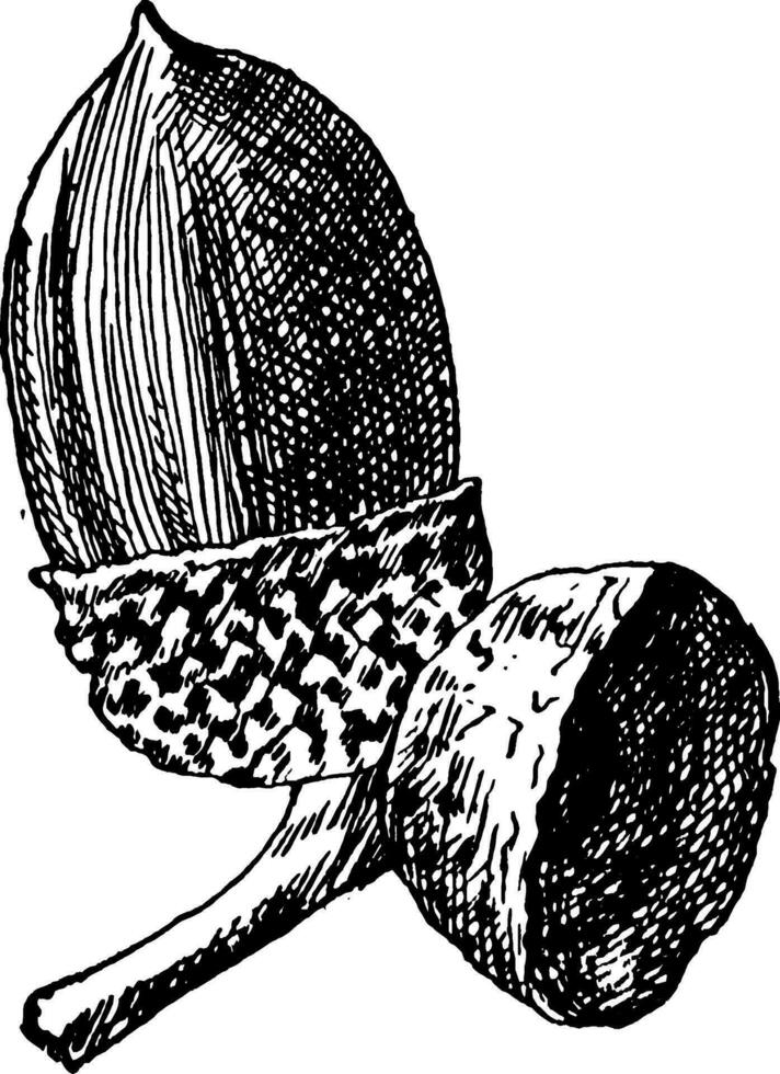 Chestnut Oak Acorn vintage illustration. vector