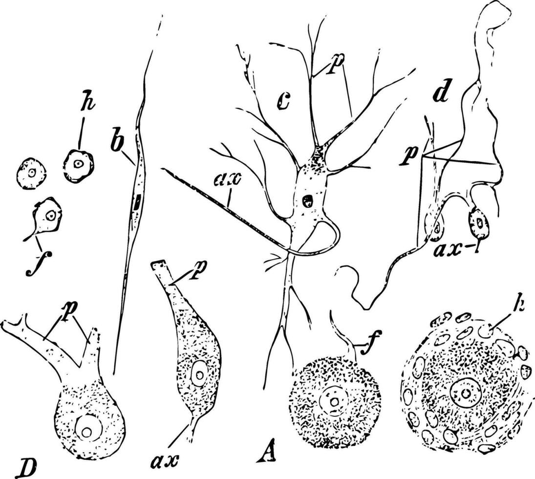 Different Forms of Ganglion Cells, vintage illustration vector