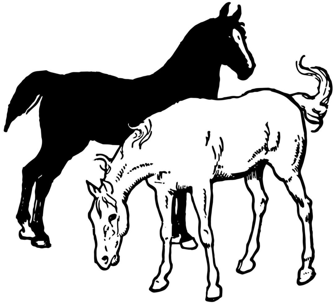 Black and White Horses, vintage illustration. vector