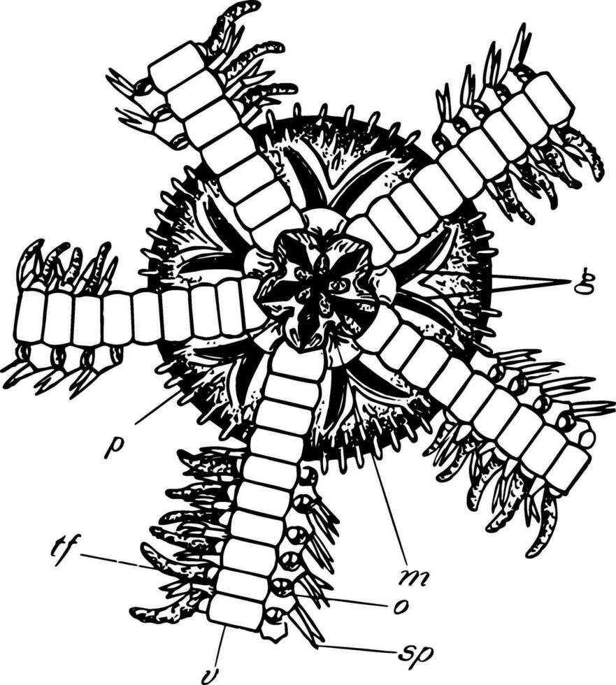 ofiuroide, Clásico ilustración vector