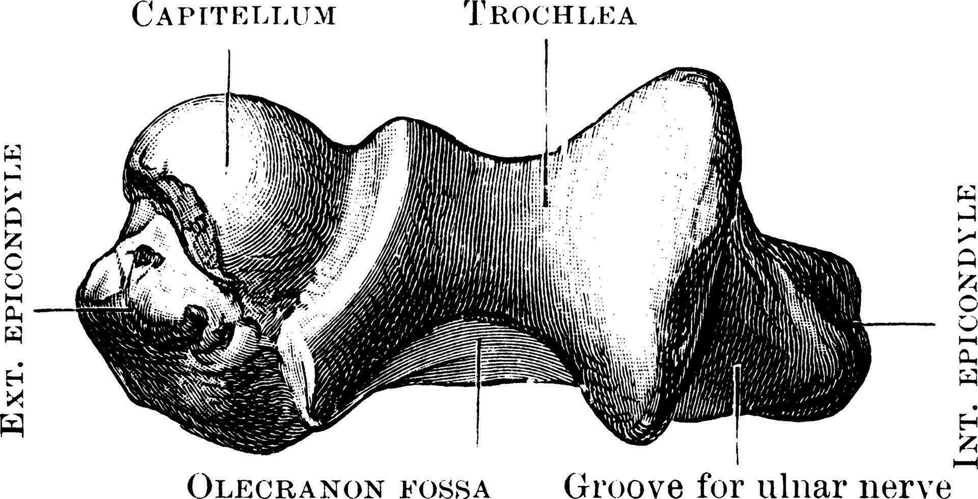 Lower End of Humerus, vintage illustration. vector